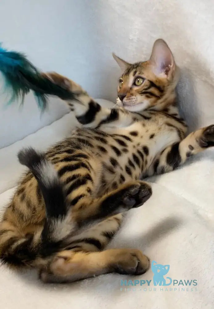 Dina Bengal female black spotted tabby live animals