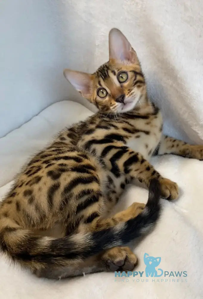 Dina Bengal female black spotted tabby live animals