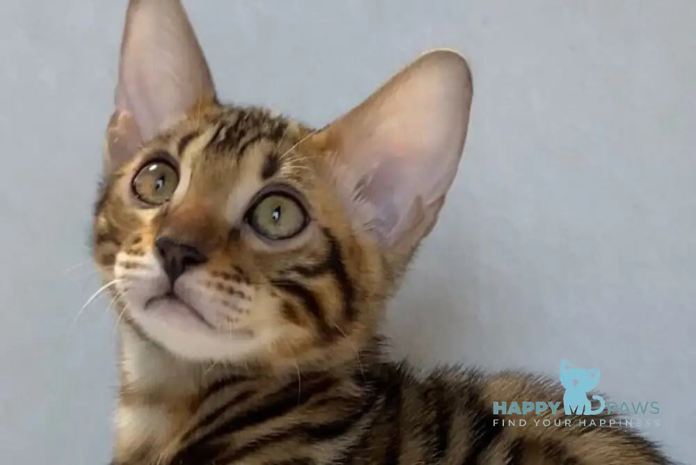 Dina Bengal female black spotted tabby live animals