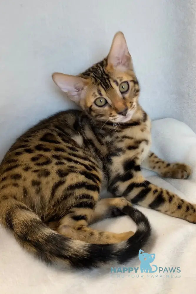 Dina Bengal female black spotted tabby live animals