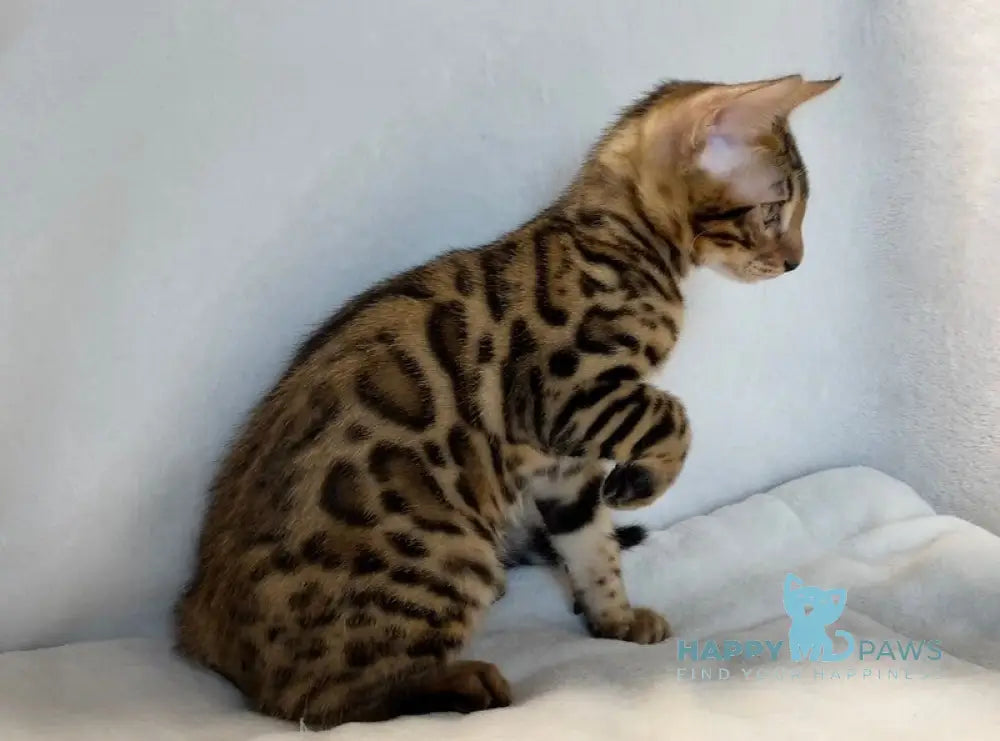 Dina Bengal female black spotted tabby live animals
