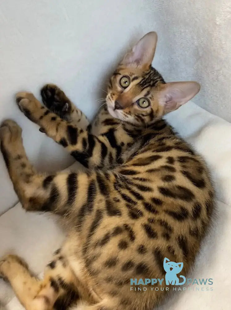 Dina Bengal female black spotted tabby live animals