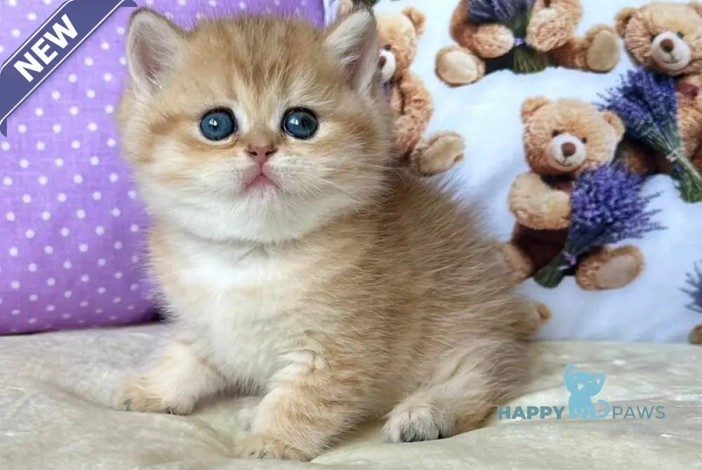Dina British Shorthair female black golden spotted tabby live animals