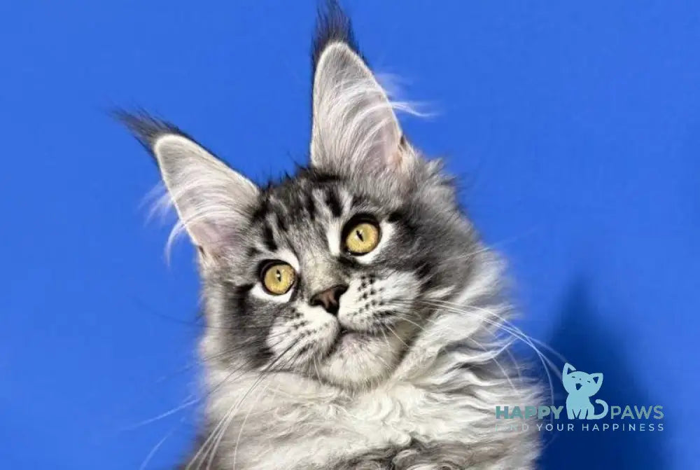 Deposit Maine Coon female black silver tabby live animals