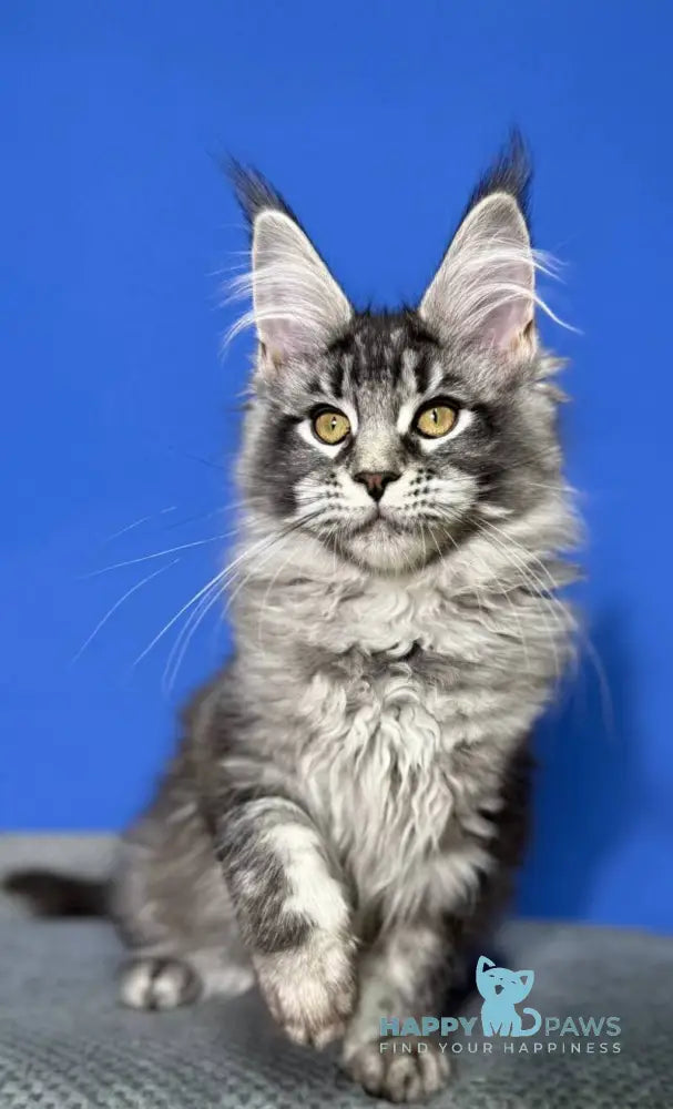 Deposit Maine Coon female black silver tabby live animals