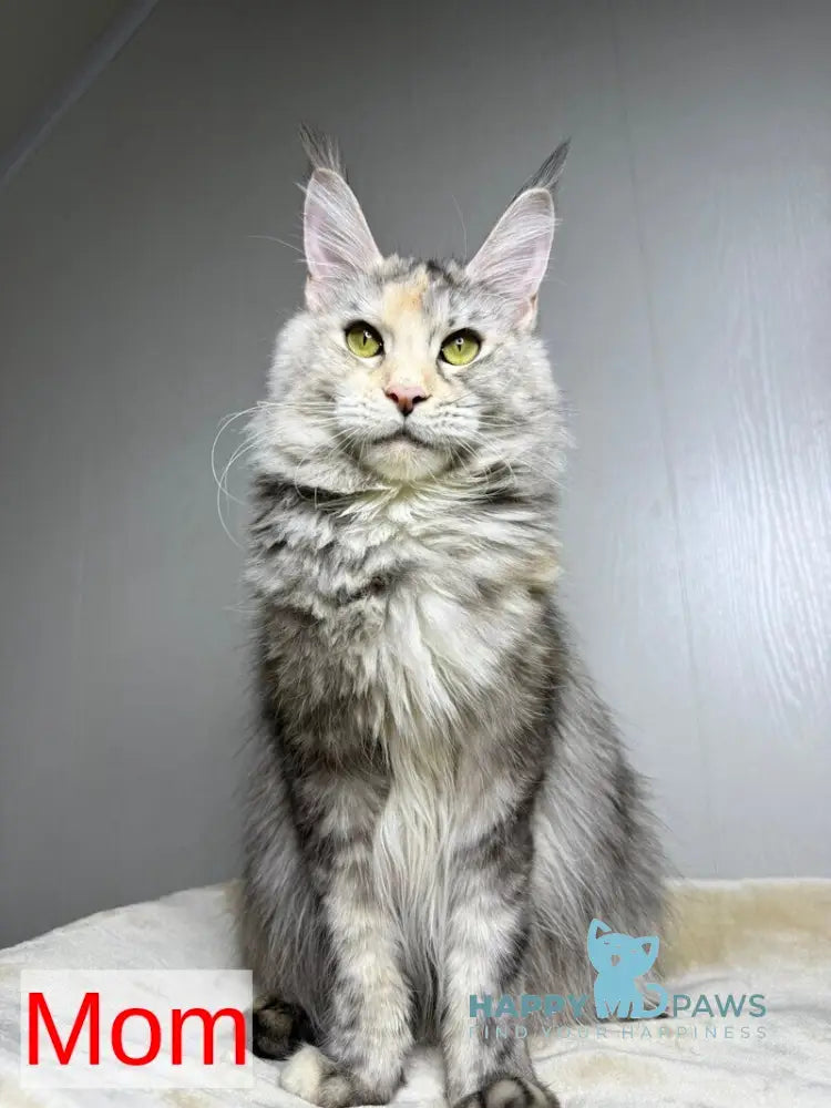 Deposit Maine Coon female black silver tabby live animals