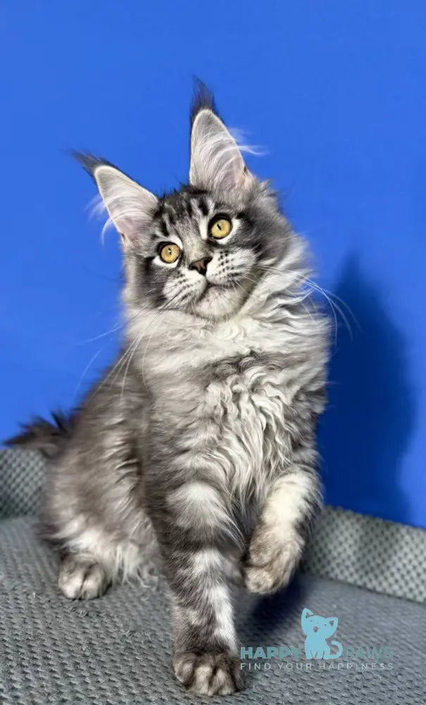 Deposit Maine Coon female black silver tabby live animals