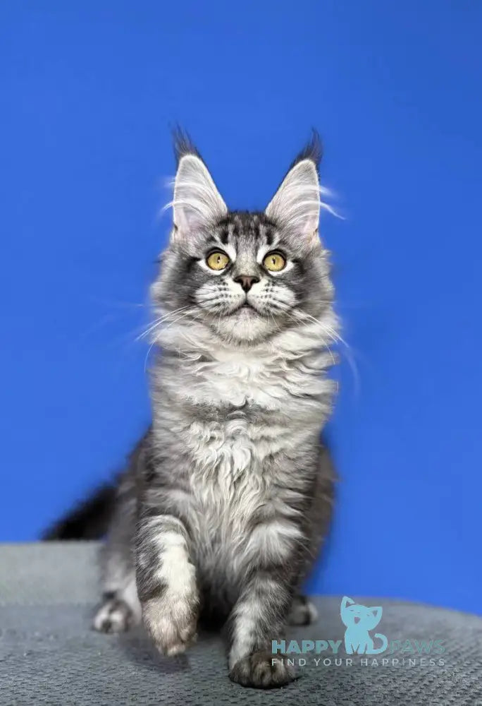 Deposit Maine Coon female black silver tabby live animals