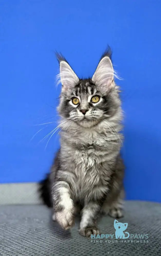 Deposit Maine Coon female black silver tabby live animals