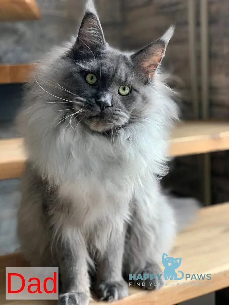 Deposit Maine Coon female black silver tabby live animals