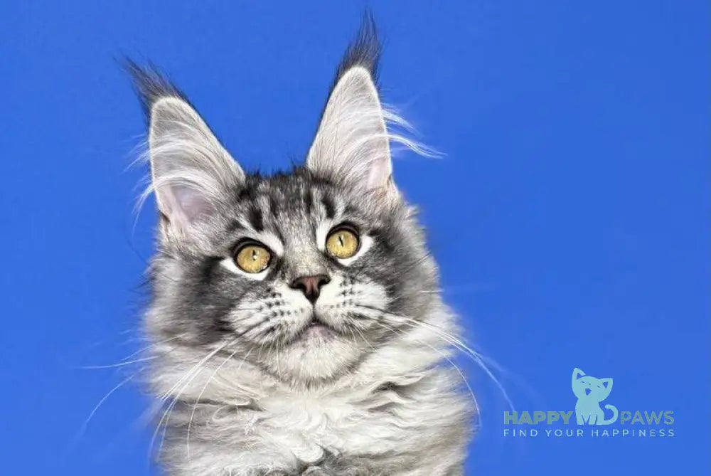 Deposit Maine Coon female black silver tabby live animals