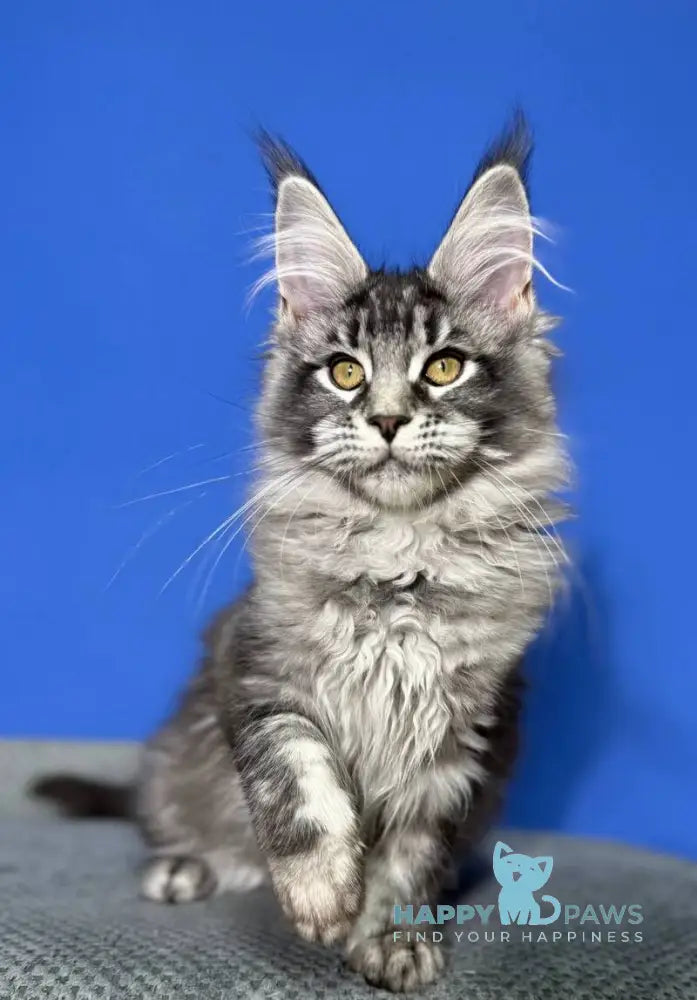 Deposit Maine Coon female black silver tabby live animals