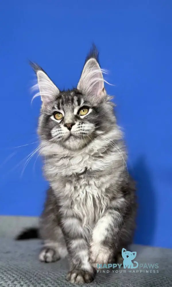 Deposit Maine Coon female black silver tabby live animals