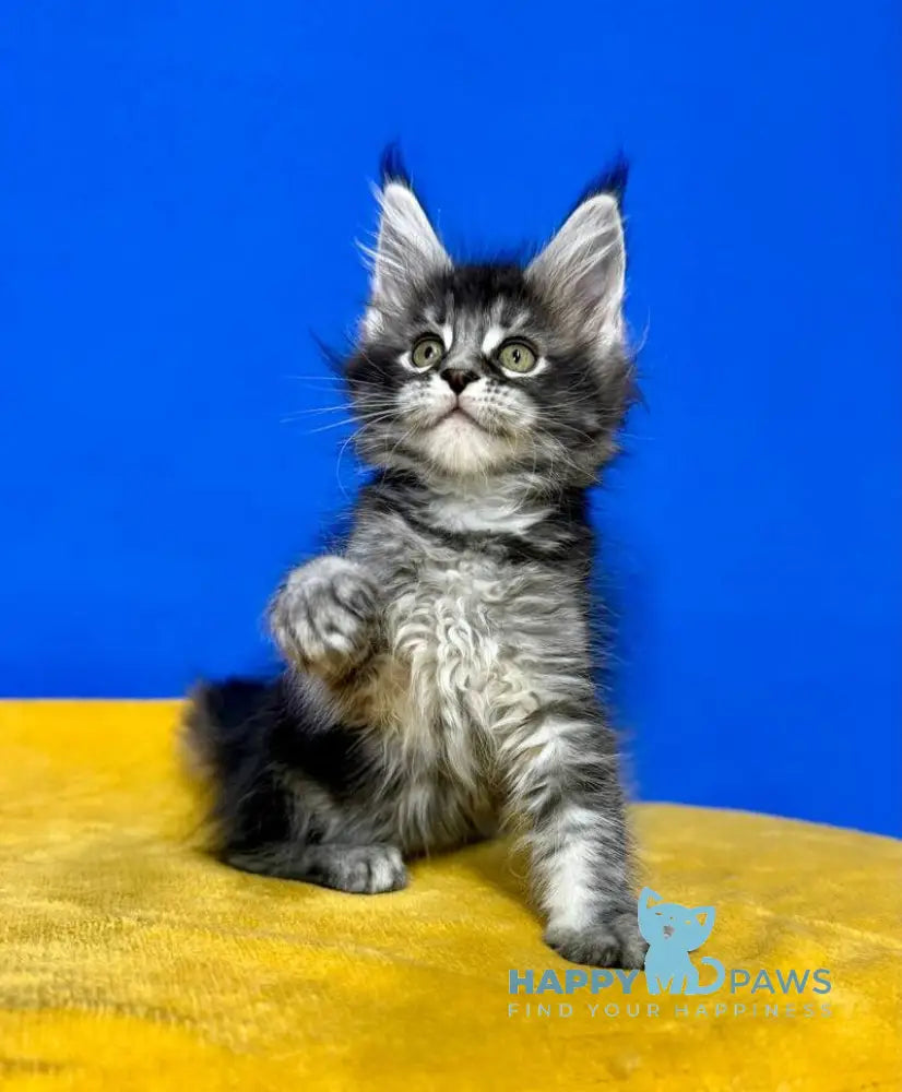 Dina Maine Coon female black silver ticked tabby live animals