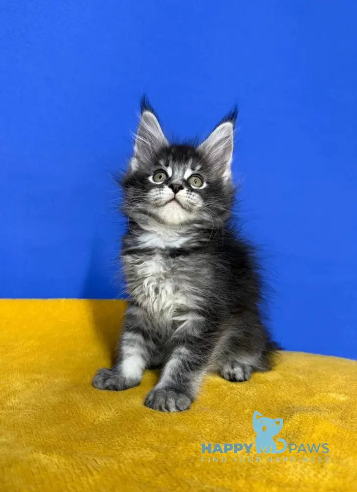 Dina Maine Coon female black silver ticked tabby live animals