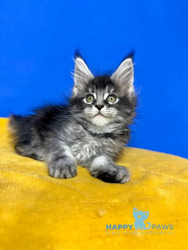 Dina Maine Coon female black silver ticked tabby live animals