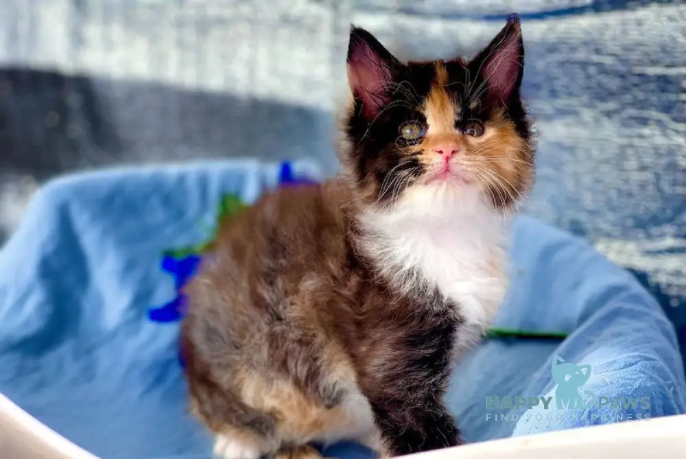 Dina Maine Coon polydactyl female black tortie bicolour live animals