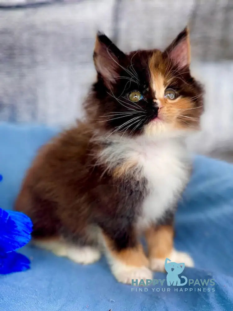Dina Maine Coon polydactyl female black tortie bicolour live animals