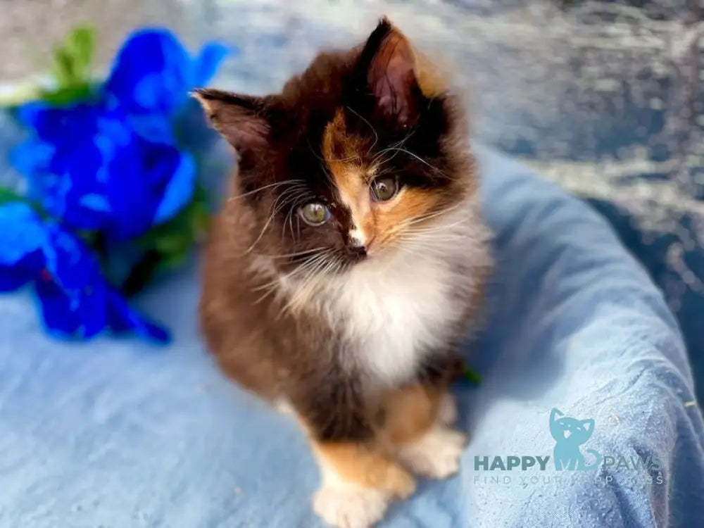 Dina Maine Coon polydactyl female black tortie bicolour live animals