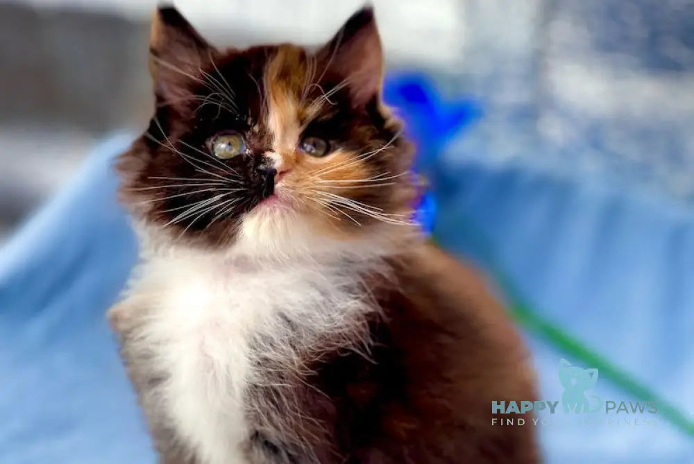 Dina Maine Coon polydactyl female black tortie bicolour live animals