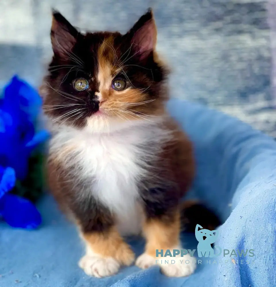 Dina Maine Coon polydactyl female black tortie bicolour live animals