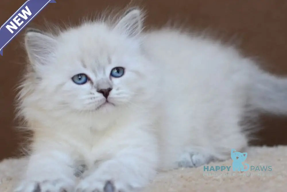 Dina Neva Masquerade female blue tabby pointed - live animals