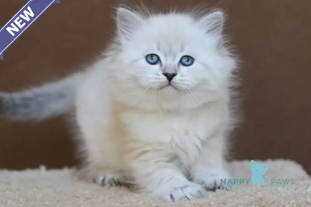 Dina Neva Masquerade female blue tabby pointed - live animals
