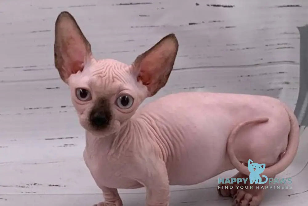 Dinar Bambino male black pointed live animals