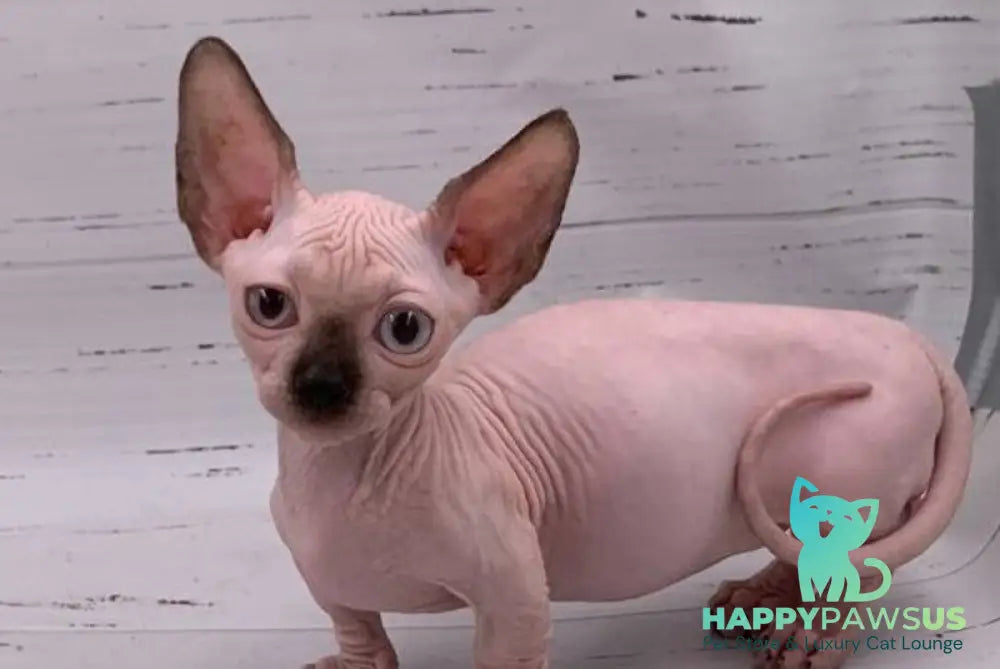 Dinar Bambino male black pointed live animals