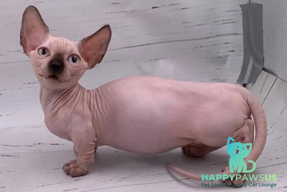 Dinar Bambino male black pointed live animals