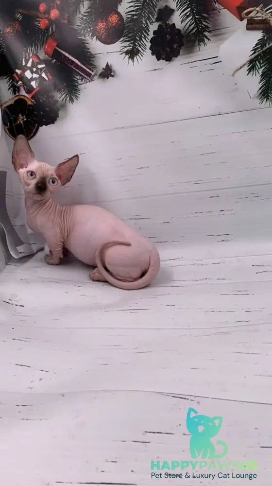 Dinar Bambino male black pointed live animals