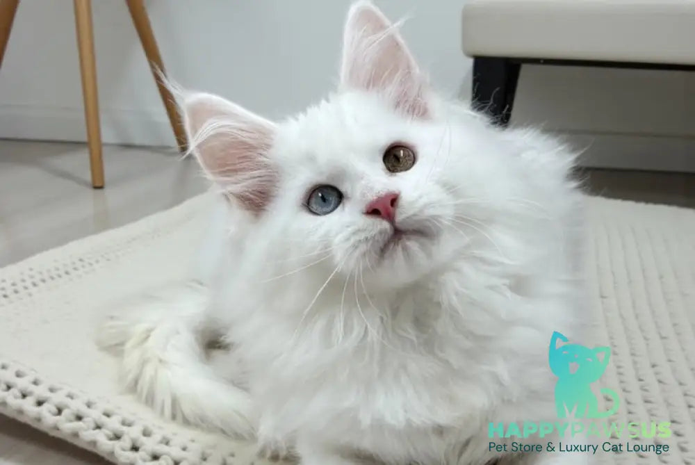 Dinar Maine Coon male white live animals