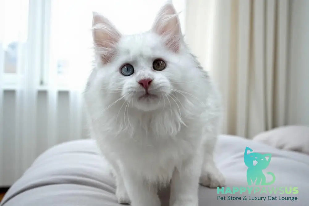 Dinar Maine Coon male white live animals