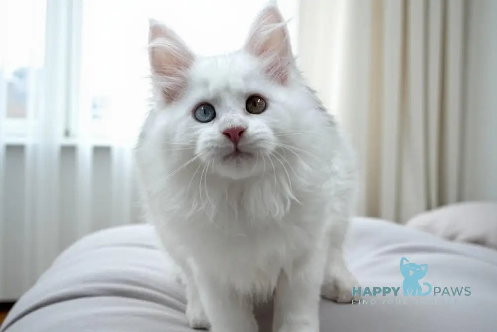 Dinar Maine Coon male white live animals