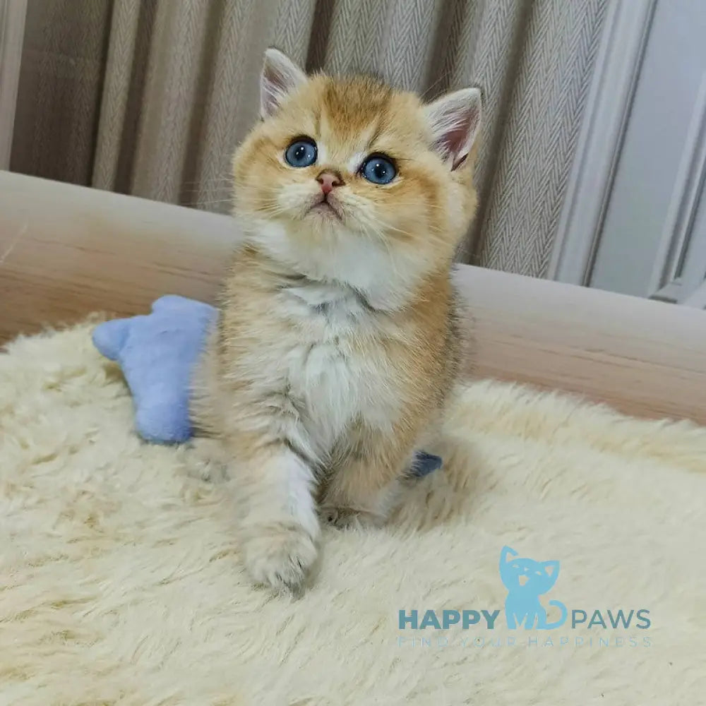 Dino British Shorthair Male Black Golden Shaded Live Animals