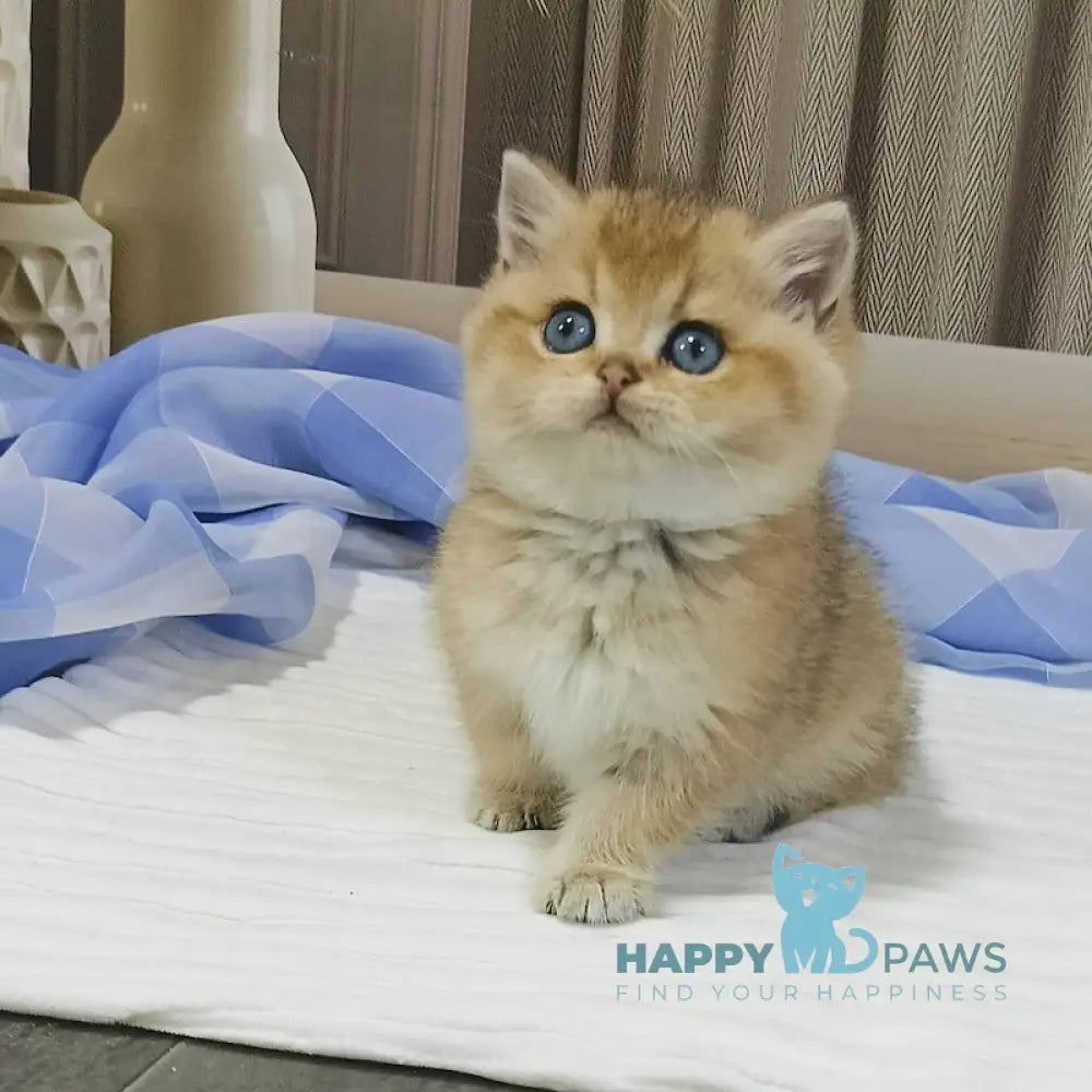 Dino British Shorthair Male Black Golden Shaded Live Animals