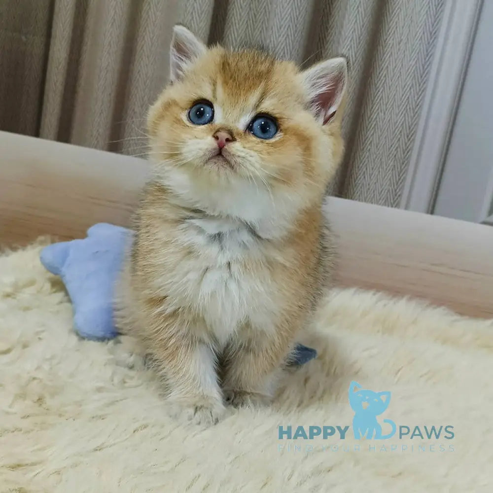 Dino British Shorthair Male Black Golden Shaded Live Animals
