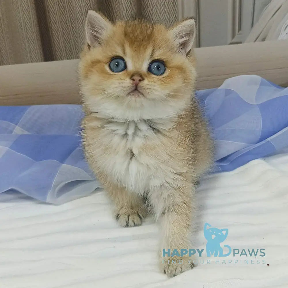 Dino British Shorthair Male Black Golden Shaded Live Animals