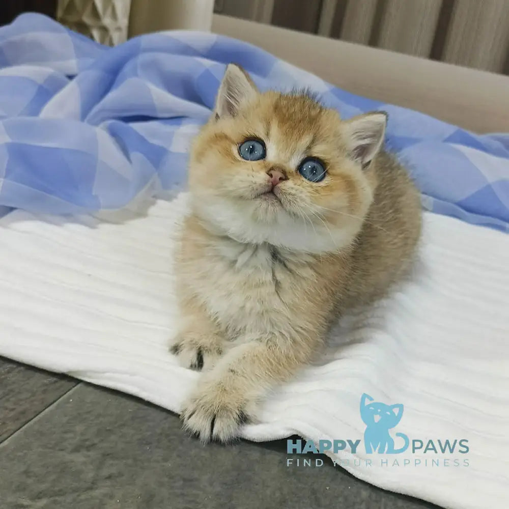 Dino British Shorthair Male Black Golden Shaded Live Animals