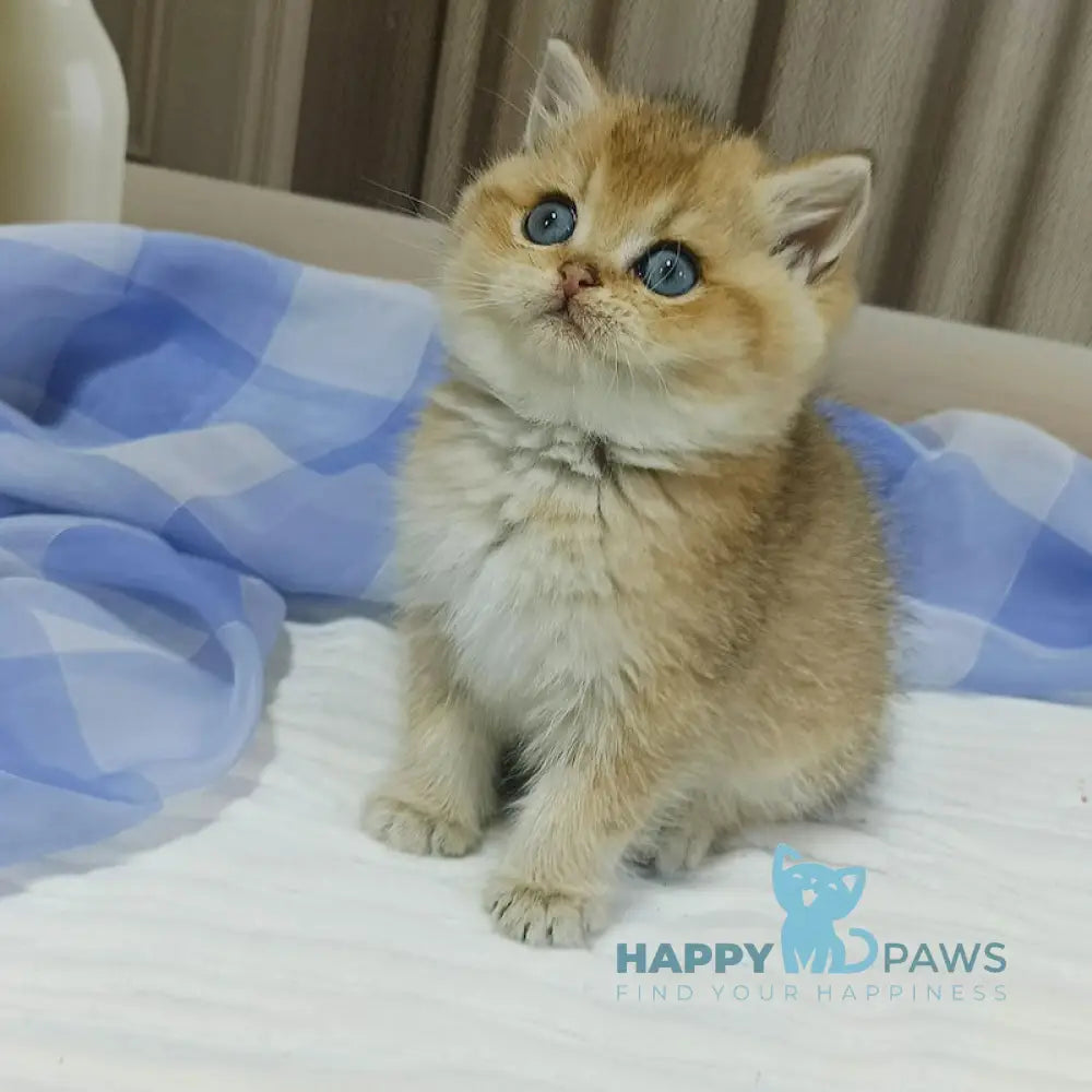 Dino British Shorthair Male Black Golden Shaded Live Animals