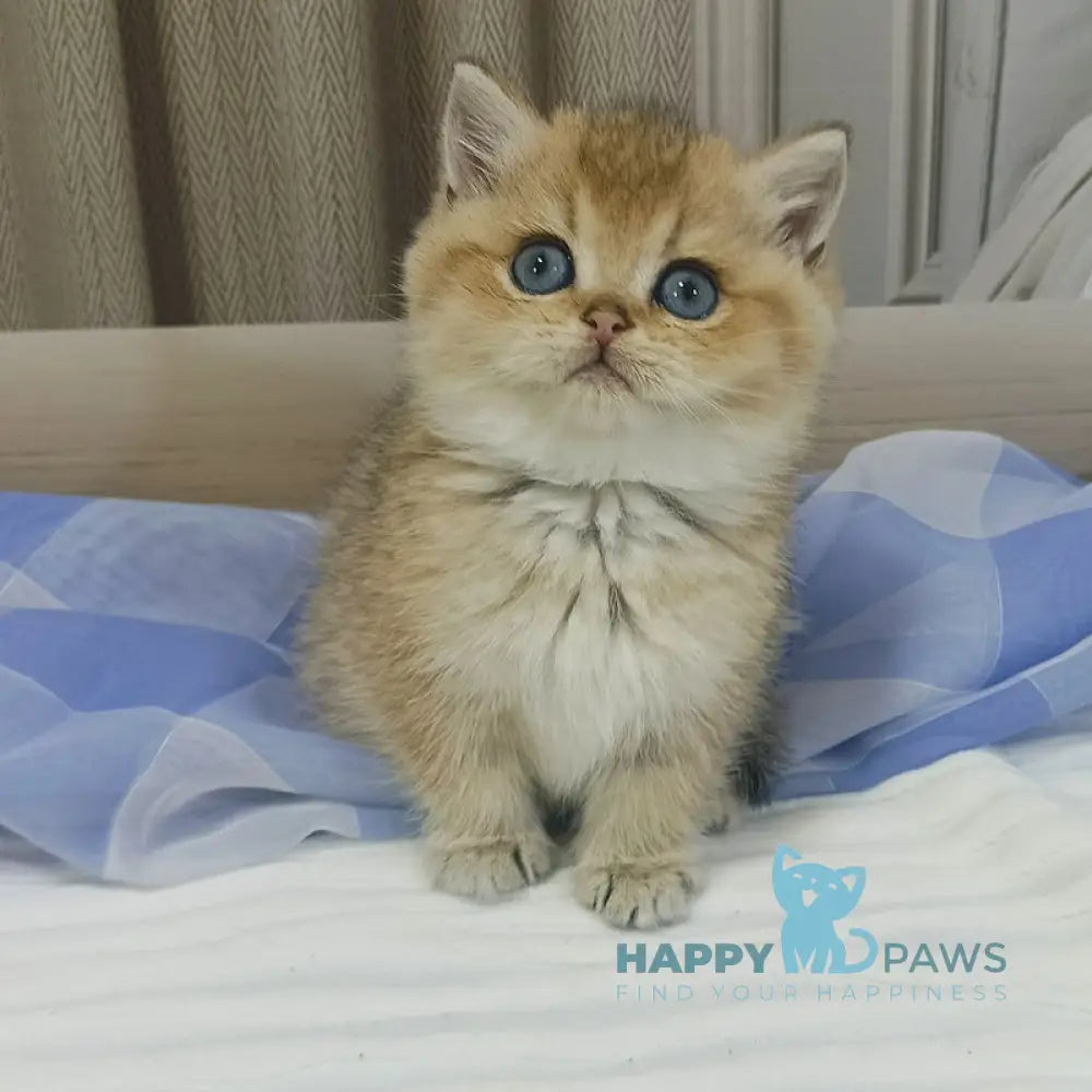 Dino British Shorthair Male Black Golden Shaded Live Animals