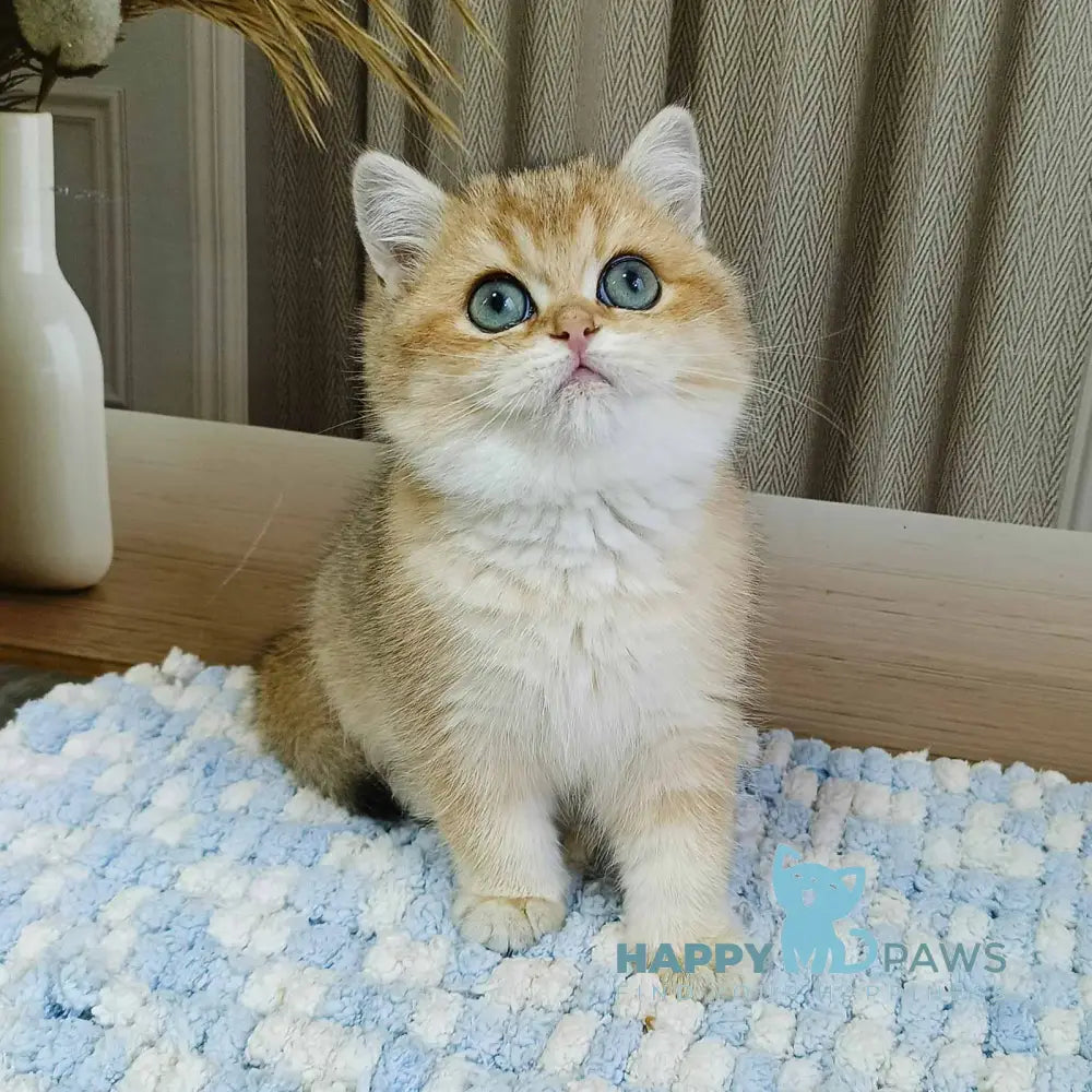 Dino British Shorthair Male Black Golden Shaded Live Animals