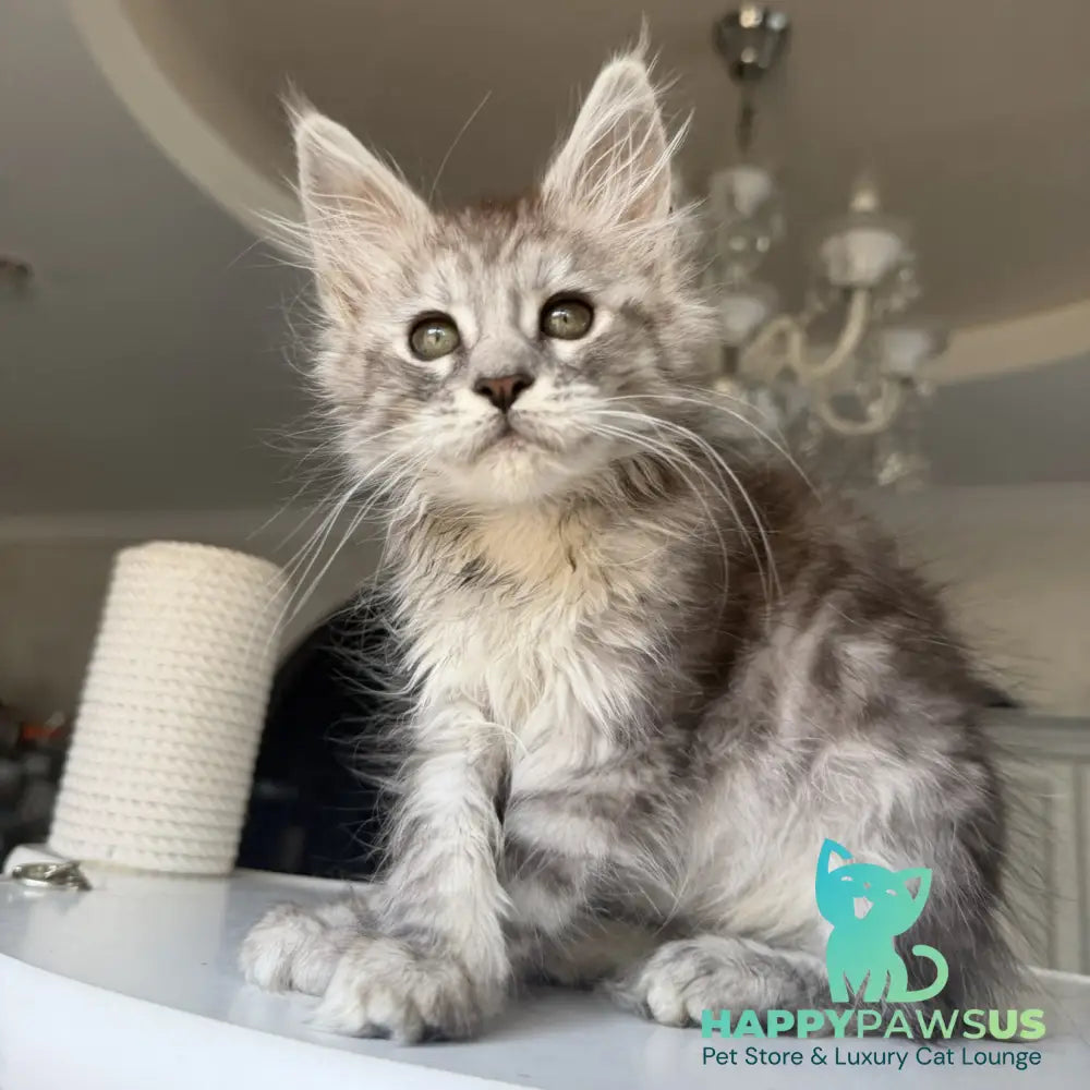 Diodora Maine Coon female black silver tabby - live animals