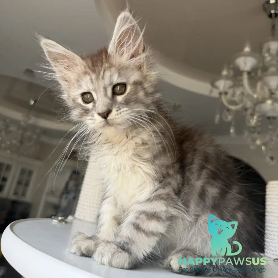 Diodora Maine Coon female black silver tabby - live animals