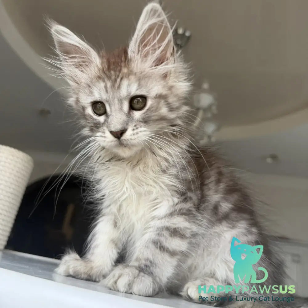 Diodora Maine Coon female black silver tabby - live animals