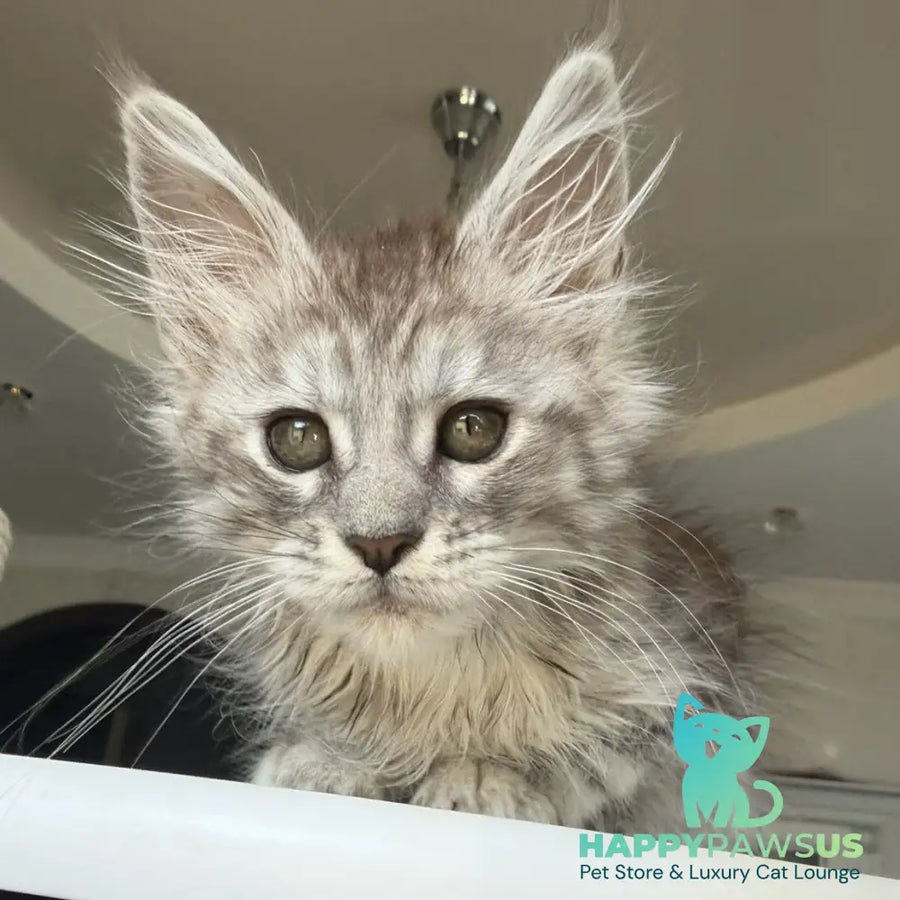 Diodora Maine Coon female black silver tabby - live animals