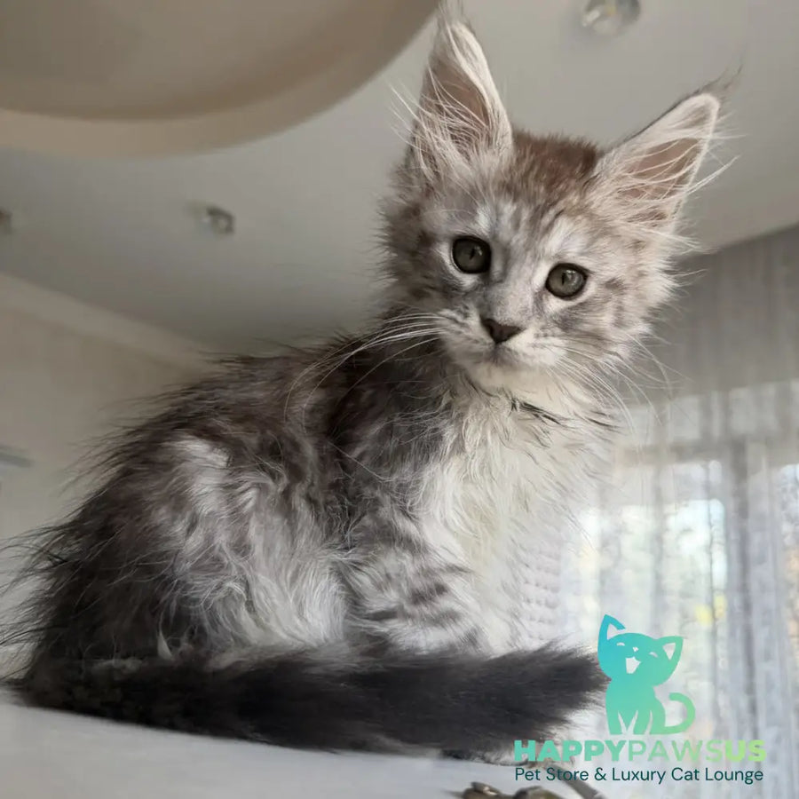 Diodora Maine Coon female black silver tabby - live animals