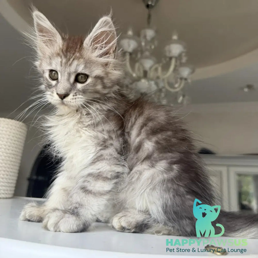 Diodora Maine Coon female black silver tabby - live animals