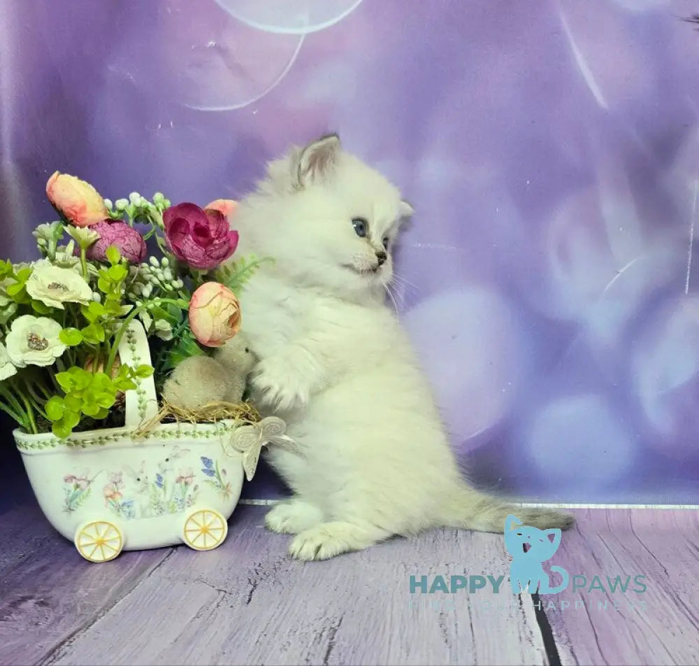 Diona Munchkin female blue silver shaded pointed live animals