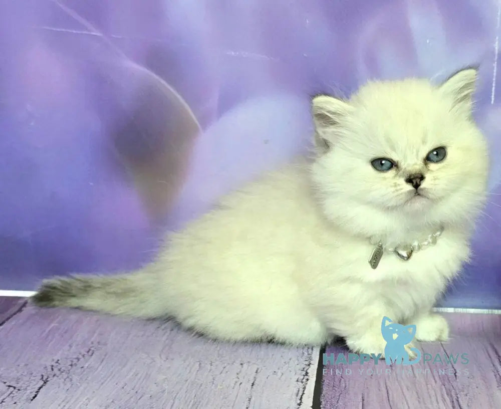 Diona Munchkin female blue silver shaded pointed live animals